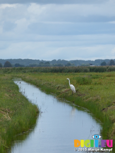 FZ020214 Great White Egret (Ardea alba)